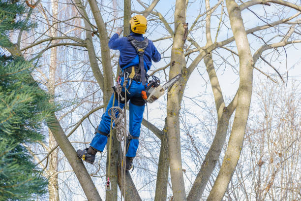 Tree Removal Services